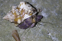 Coenobita brevimanus