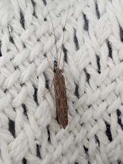 Rhyacophiloidea