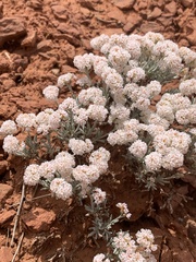 Eriogonum bicolor