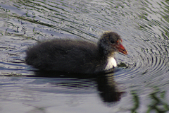 Fulica atra