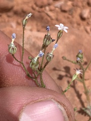 Gilia clokeyi