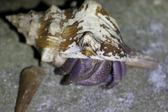 Coenobita brevimanus