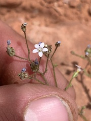 Gilia clokeyi
