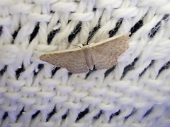 Idaea costaria