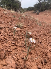 Chaetopappa ericoides