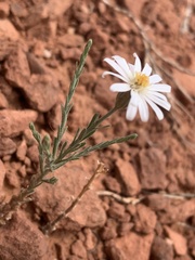 Chaetopappa ericoides