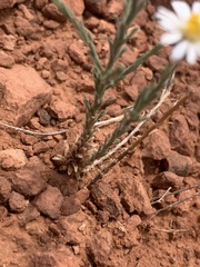 Chaetopappa ericoides