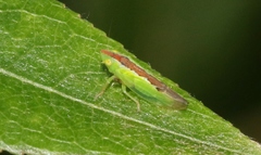 Neocoelidia pulchella