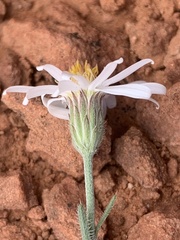 Chaetopappa ericoides