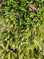 Homalothecium fulgescens