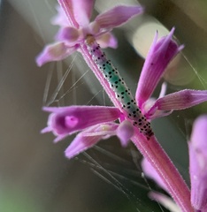 Pyrausta inornatalis