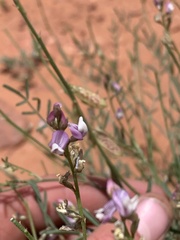 Astragalus wingatanus