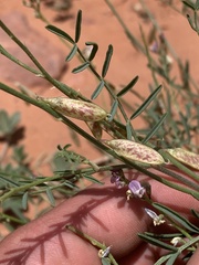 Astragalus wingatanus