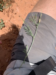 Astragalus wingatanus