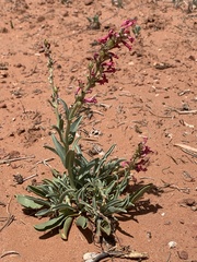 Penstemon utahensis