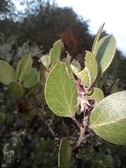Arctostaphylos rudis