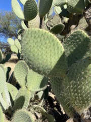 Cactaceae