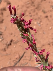 Penstemon utahensis