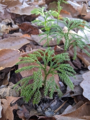 Dendrolycopodium