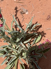 Penstemon utahensis