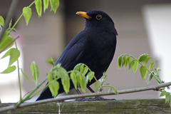 Turdus merula