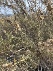 Artemisia californica