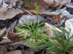 Dendrolycopodium