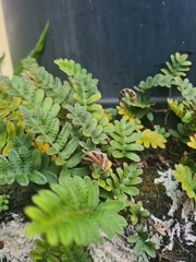 Pleopeltis polypodioides