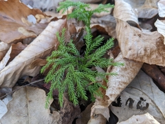 Dendrolycopodium