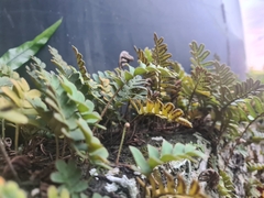 Pleopeltis polypodioides