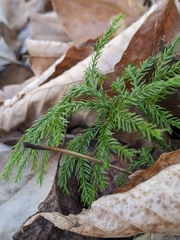 Dendrolycopodium