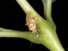 Tropidosteptes