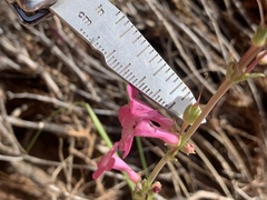 Penstemon utahensis