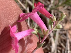 Penstemon utahensis