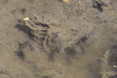 Gambusia affinis