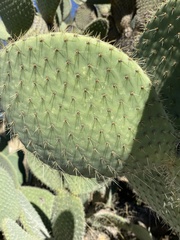 Cactaceae