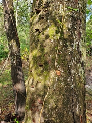 Punctularia strigosozonata