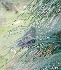 Catasticta teutila
