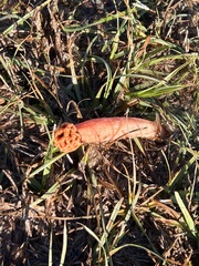 Lysurus periphragmoides