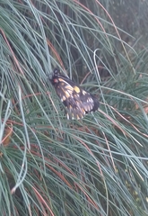 Catasticta teutila