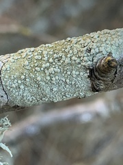 Lecanora symmicta