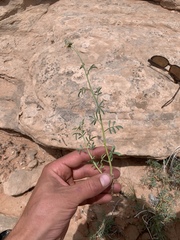 Dalea flavescens