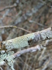 Lecanora symmicta