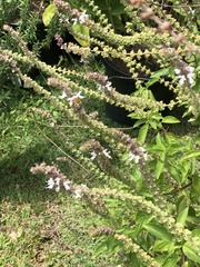 Amegilla cingulata