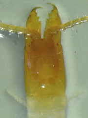 Aphilodontinae