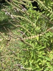 Amegilla cingulata