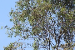 Setophaga coronata