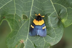 Egybolis vaillantina