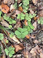Oxalis drummondii