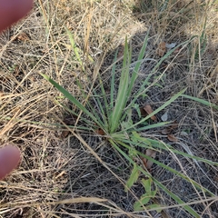 Yucca arkansana